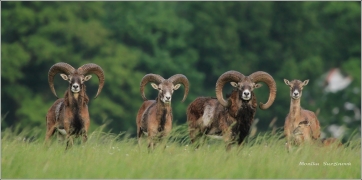 <p>MUFLON (Ovis musimon) Šluknovsko - Valdek /Mouflon - Mufflon/</p>